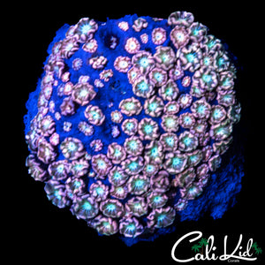 PINK ELEPHANT ALVEOPORA COLONY