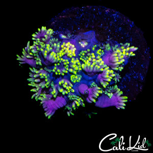 PURPLE MONSTER GONI
