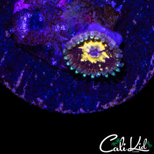 MYSTERY ZOA