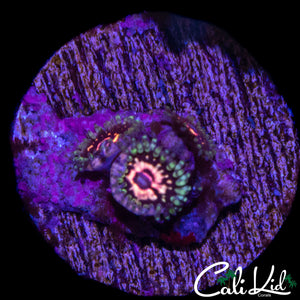 CK PINK SPACE MONSTER ZOA TRIPLE
