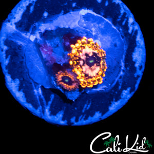 UTTER CHAOS ZOA DOUBLE