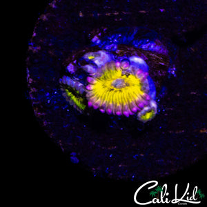 CHIQUITA ZOA QUAD