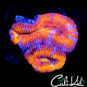 ULTRA RAINBOW ACAN LORD DOUBLE