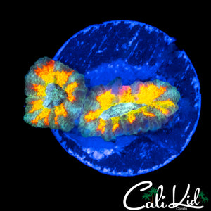 CK GOLDEN DRAGON ACAN DOUBLE