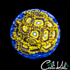BULLS EYE ZOA COLONY