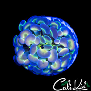 HOLOGRAM TYPE HAMME R