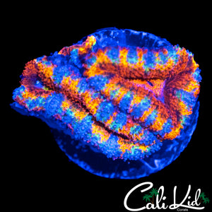 ULTRA RAINBOW ACAN TRIPLE