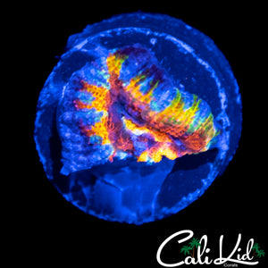 MYSTERY RAINBOW ACAN