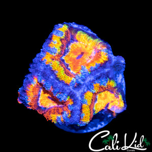 CK JOHNNY RED'S ACAN TRIPLE
