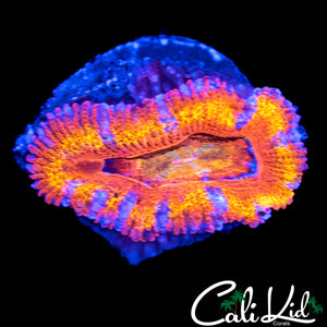 ULTRA RAINBOW ACAN LORD DOUBLE