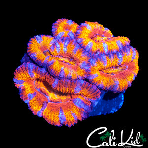 ULTRA RAINBOW ACAN MINI COLONY