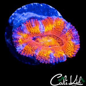 RAINBOW STRIPE ACAN