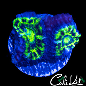 BLACK OUT ACAN DOUBLE