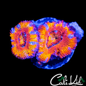 RAINBOW STRIPE ACAN DOUBLE