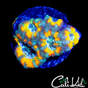 CK GOLDEN DRAGON ACAN MINI COLONY