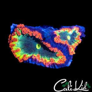 TRI COLOR BLASTO DOUBLE
