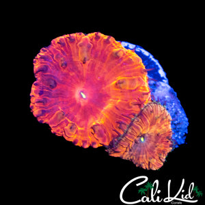 INDO RAINBOW BLASTO DOUBLE