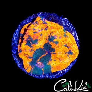 ULTRA SWIRL CHALICE CHUNK