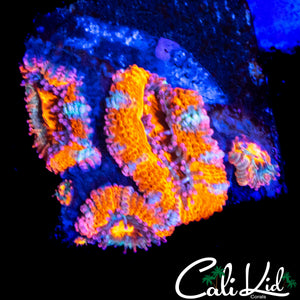 ULTRA RAINBOW ACAN TRIPLE