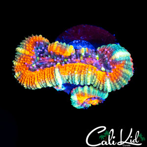 RARE RAINBOW STRIPE ASIAN ACAN DOUBLE