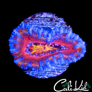 MIYAGI ACAN