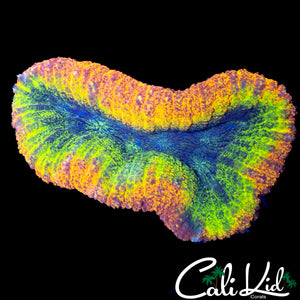 CRAYOLA RING LOBO