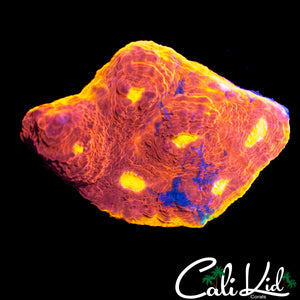 ULTRA RAINBOW CHALICE CHUNK