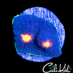 RAINBOW EYE CHALICE