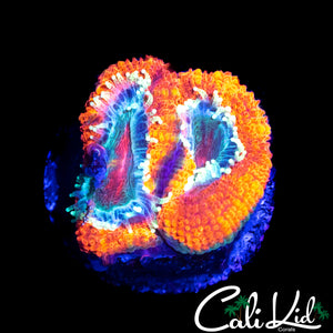 MYSTERY ASIAN ACAN DOUBLE