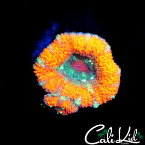 RARE ASIAN ACAN DOUBLE