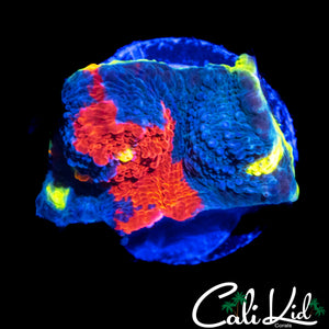 RARE BLUE BASE RAINBOW CHALICE