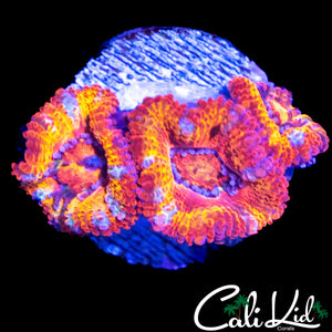INSANE RAINBOW ACAN TRIPLE