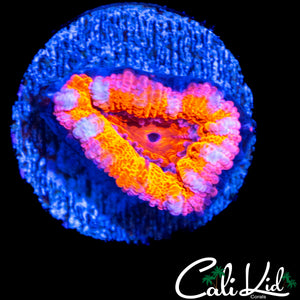 MYSTERY ACAN