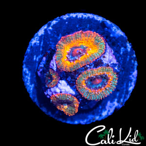 CK UNRELEASED RAINBOW MICRO