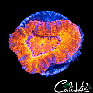 ULTRA ACAN LORD