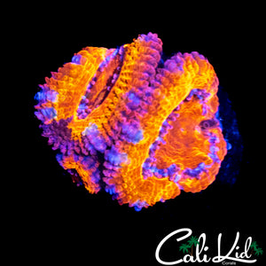 ULTIMATE RAINBOW ACAN TRIPLE