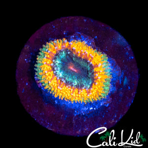 CK UNRELEASED RAINBOW MICRO