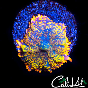 OG RAINBOW RHODACTIS