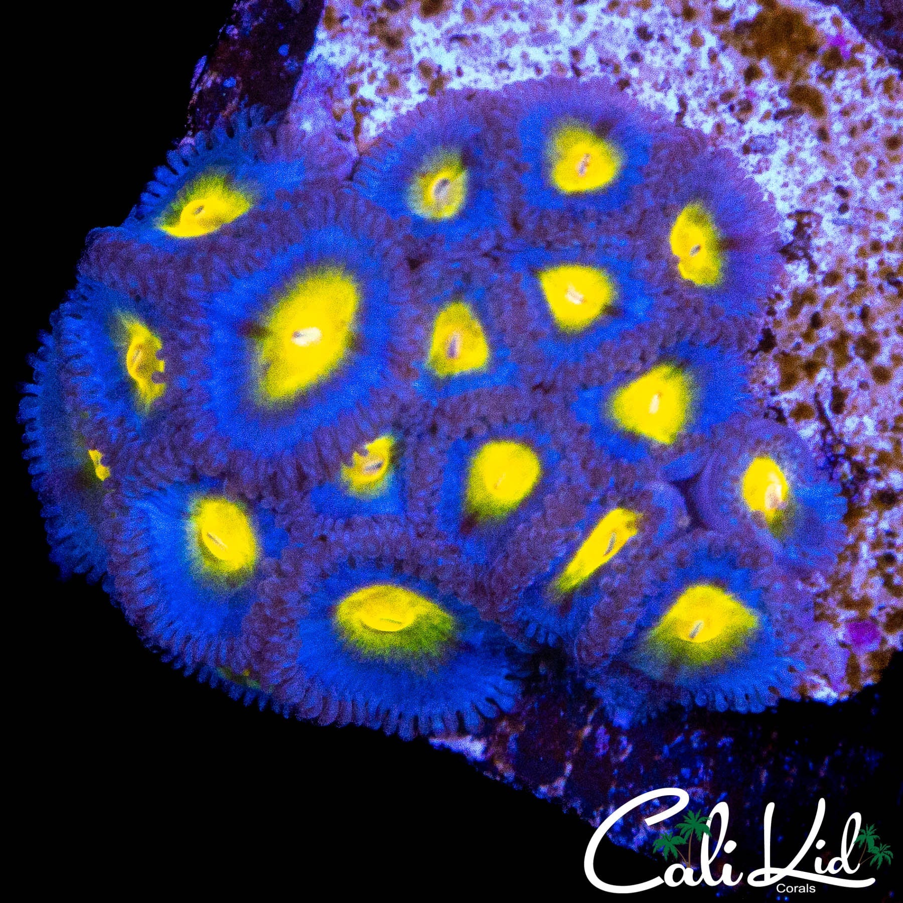 AOI ZOA COLONY