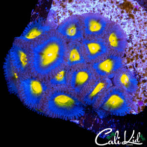 AOI ZOA COLONY