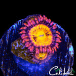 SAKURA TYPE ZOA DOUBLE