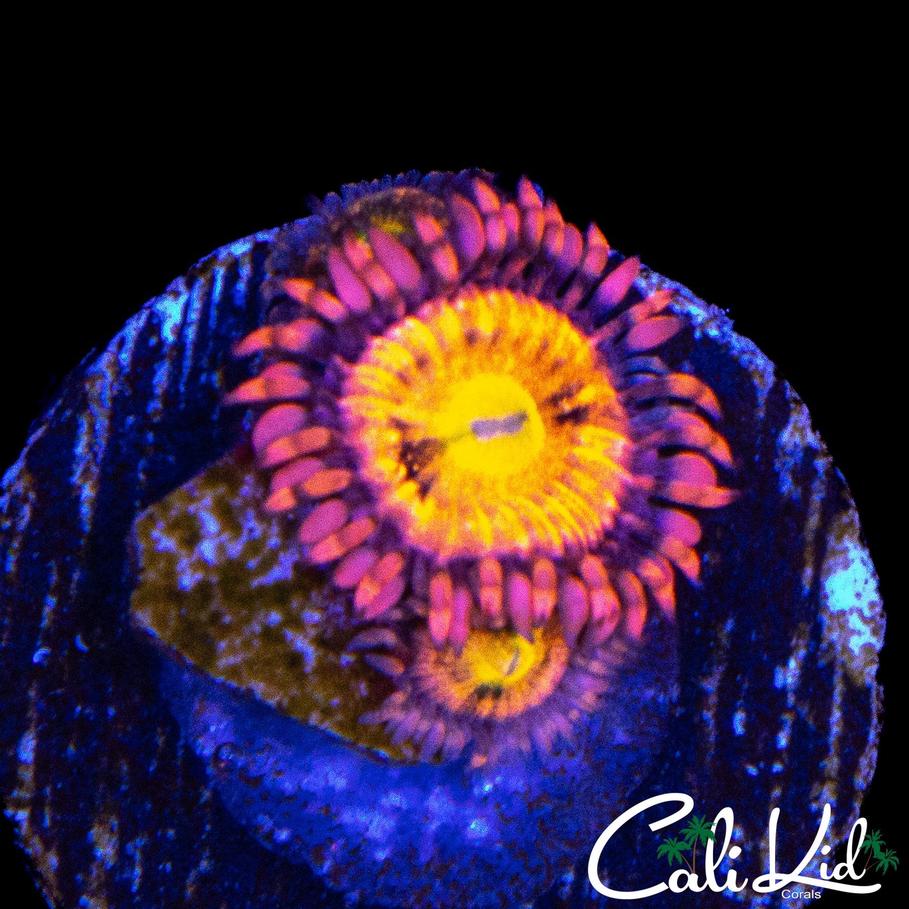 SAKURA TYPE ZOA DOUBLE