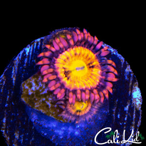 SAKURA TYPE ZOA DOUBLE