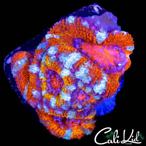 TONY THE TIGER MINI COLONY