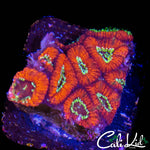 GOLDEN EYE MICROMUSSA