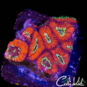 GOLDEN EYE MICROMUSSA