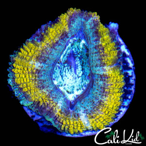 AQUA RIM ACAN LORD