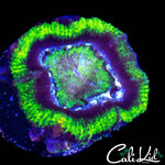 RASTA TYPE ACAN