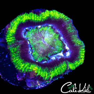 RASTA TYPE ACAN