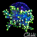 CK BRASS MONKEY BOUNCE SHROOM